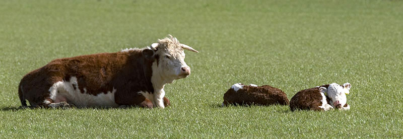 Cow with calves