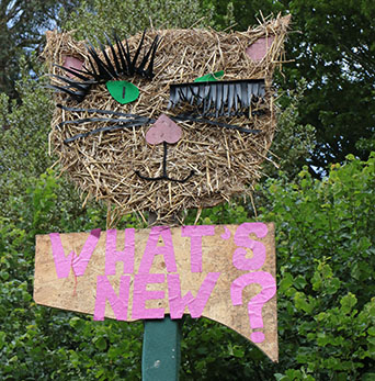 Picture of a scarecrow